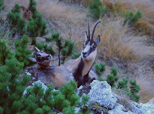 Camoscio d''Abruzzo Rupicapra pyrenaica ornata